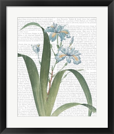 Framed Summer Botanicals III Print