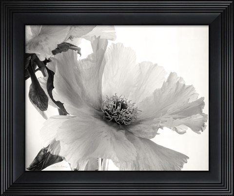 Framed Translucent Peony VI BW Print