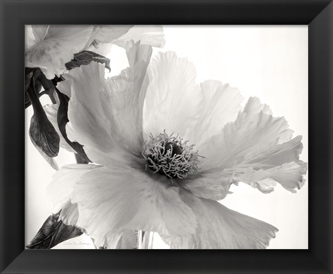 Framed Translucent Peony VI BW Print