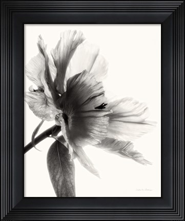 Framed Translucent Peony II BW Print