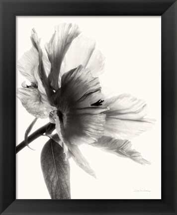 Framed Translucent Peony II BW Print