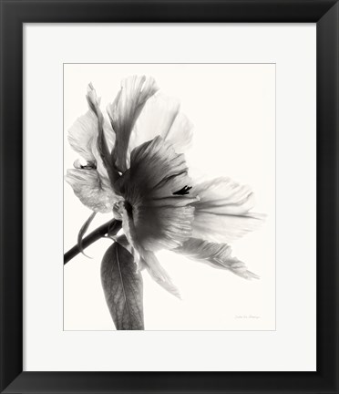 Framed Translucent Peony II BW Print