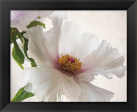 Framed Translucent Peony VI Print