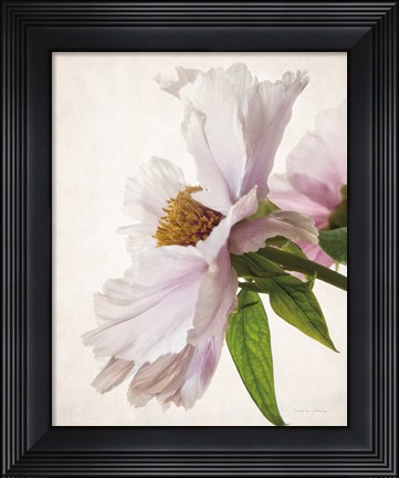 Framed Translucent Peony IV Print
