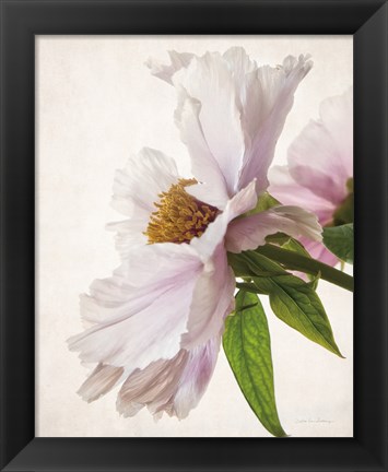 Framed Translucent Peony IV Print