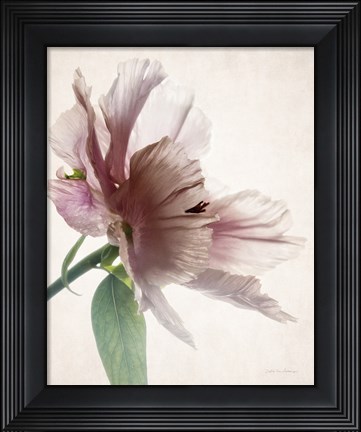 Framed Translucent Peony II Print