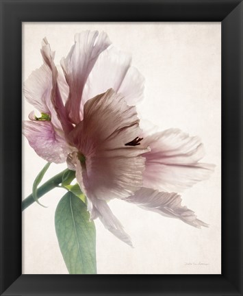 Framed Translucent Peony II Print