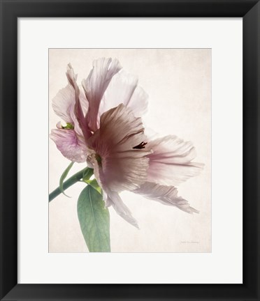 Framed Translucent Peony II Print