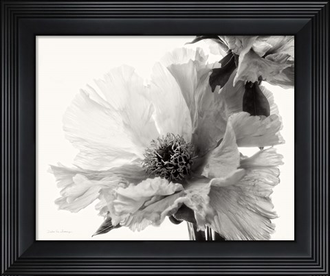 Framed Translucent Peony V BW Print