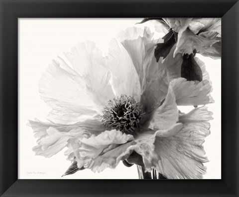 Framed Translucent Peony V BW Print