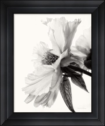 Framed Translucent Peony IV BW Print