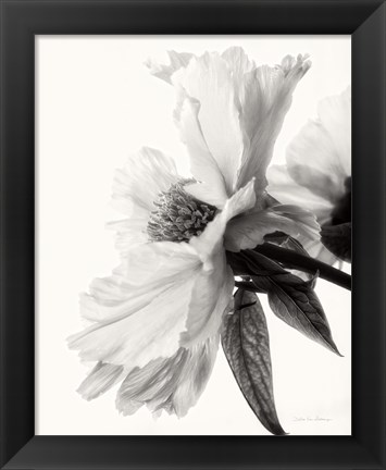 Framed Translucent Peony IV BW Print