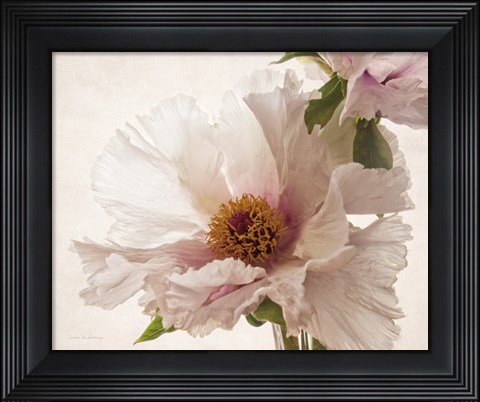 Framed Translucent Peony V Print