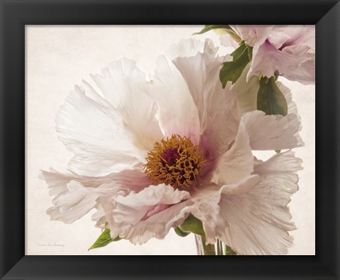 Framed Translucent Peony V Print