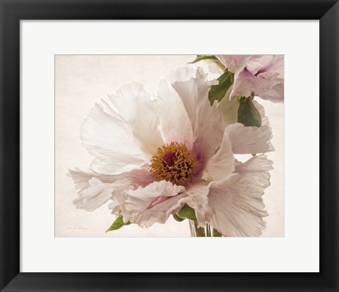 Framed Translucent Peony V Print