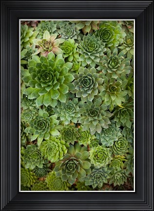 Framed Echeveria II Print