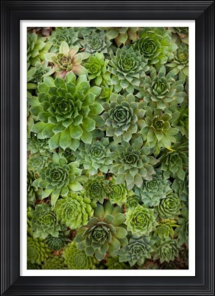Framed Echeveria II Print