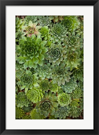 Framed Echeveria II Print