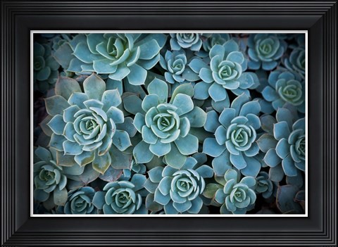 Framed Echeveria III Print