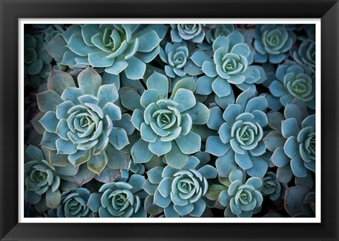 Framed Echeveria III Print