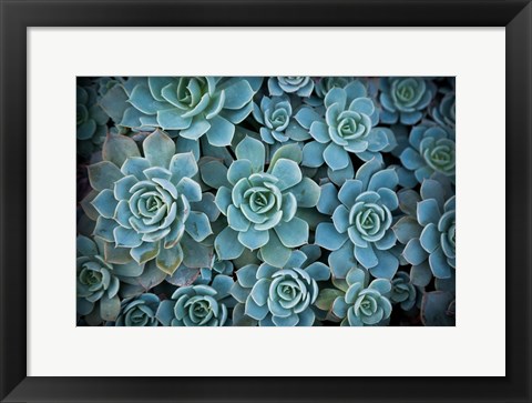 Framed Echeveria III Print