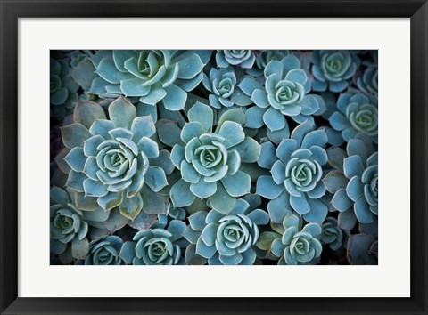 Framed Echeveria III Print