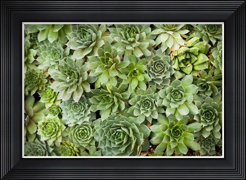 Framed Echeveria I Print