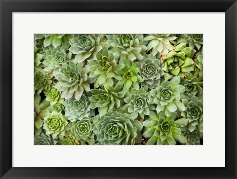 Framed Echeveria I Print