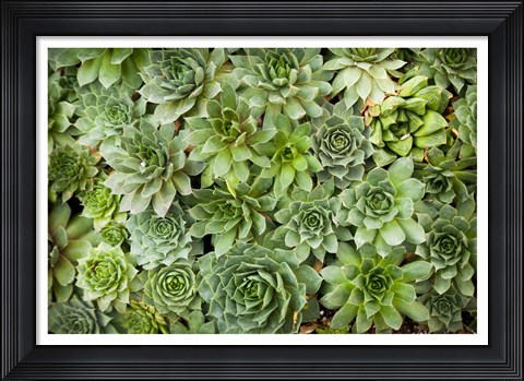 Framed Echeveria I Print