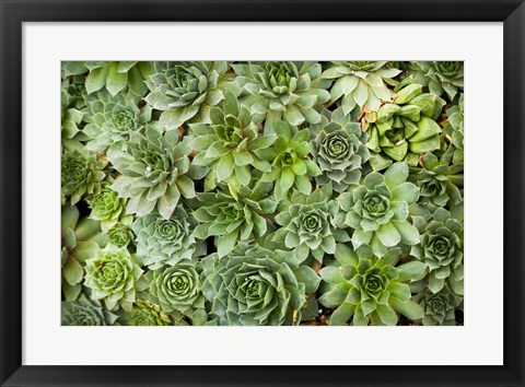 Framed Echeveria I Print