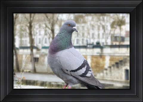 Framed Dove on Seine Quay Wall Print