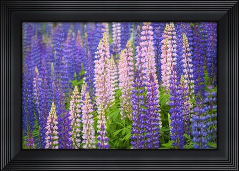 Framed Lupine Flowers Print