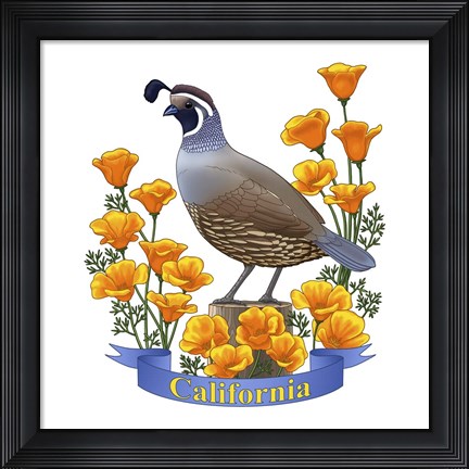 Framed State Birds And Flowers CA 2 Print