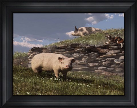 Framed Free Range Pigs Print