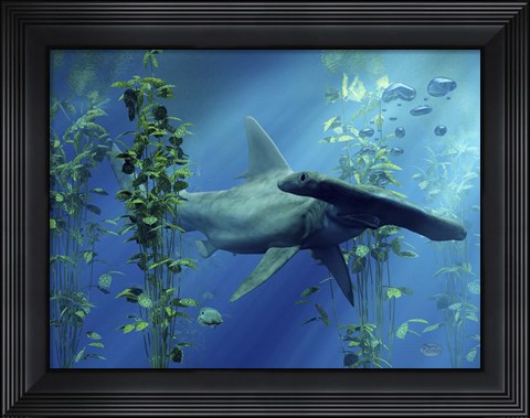 Framed Hammerhead Print