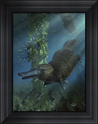Framed Platypus Print
