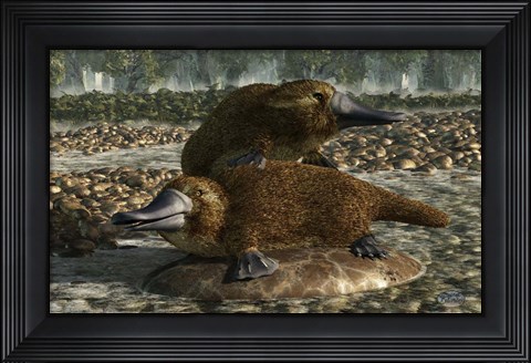 Framed Platypuses Print