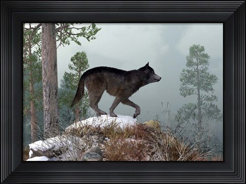 Framed Winter Wolf Print