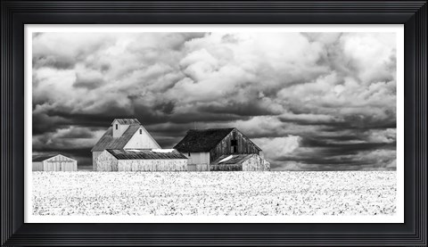 Framed Five White Barns Print