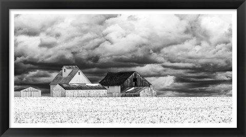 Framed Five White Barns Print