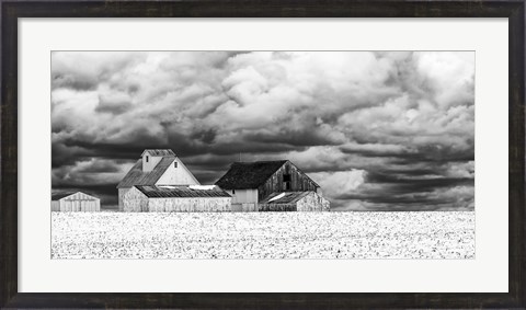 Framed Five White Barns Print