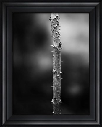 Framed Winter Thorns Print