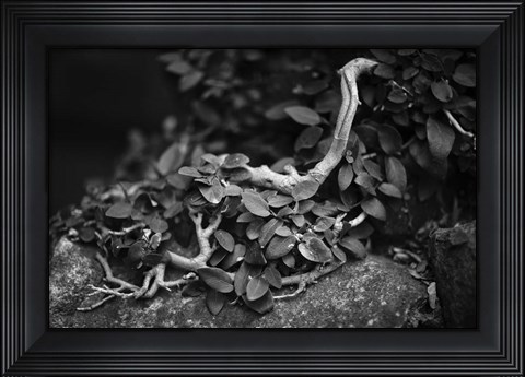 Framed Chanteuse Print