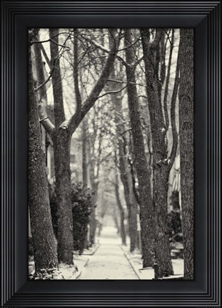 Framed Quince Street Print