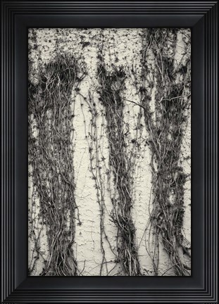 Framed Winter Vines On Stucco Print