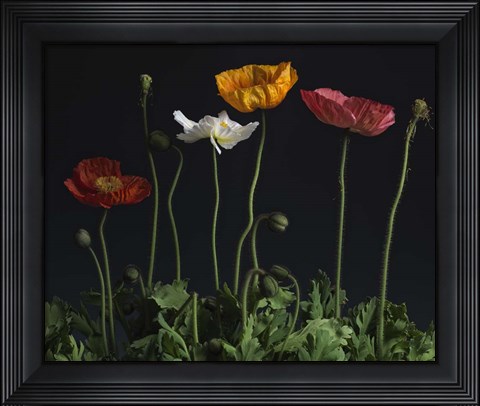 Framed Beddy-bye Print