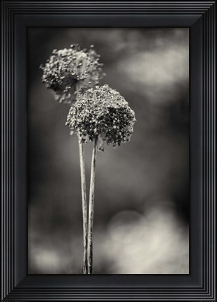 Framed Gris-Gris Print