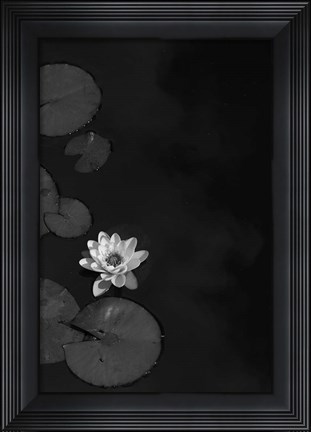 Framed In Camera Print