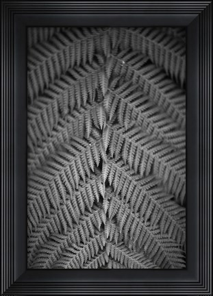 Framed Mr. Kurtz Print