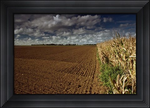Framed Heliotropes Print